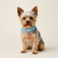 Collar Ajustable para Perros Talla S Turquesa - Miniatura 1