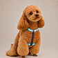 Arnés de Tela Doble Click para Perros Talla S Verde y Gris - Miniatura 1