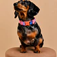 Collar Ajustable para Perros Talla M - Multicolor - Miniatura 1