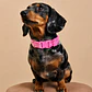 Collar Ajustable para Perros Talla M Rosado - Miniatura 1