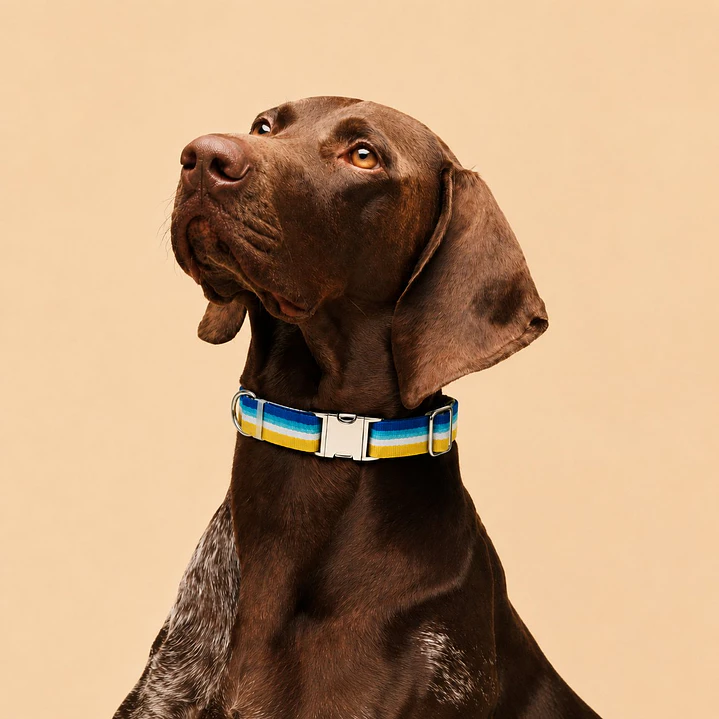 Collar Ajustable para Perros Talla L Amarillo y Azul 1