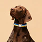 Collar Ajustable para Perros Talla L Amarillo y Azul - Miniatura 1