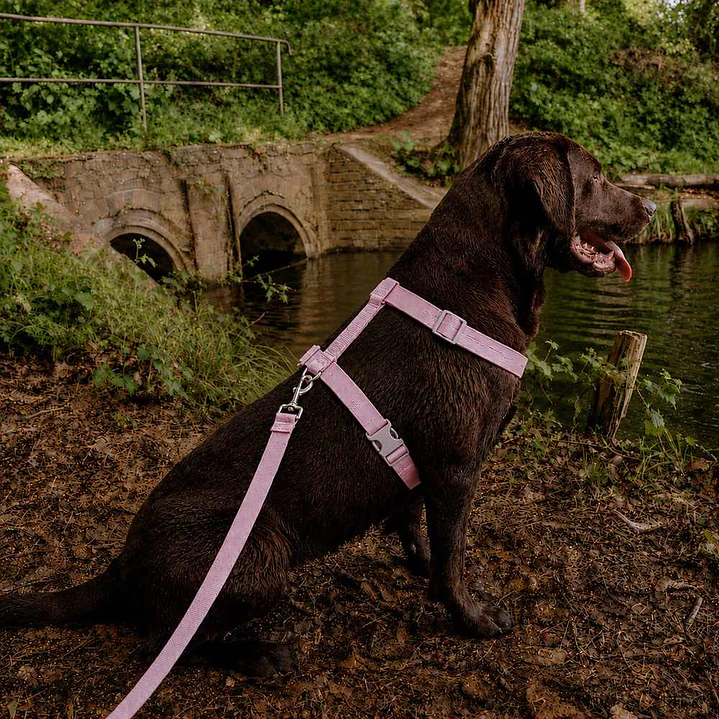 Arnés de Tela para Perros Talla L Rosado 1