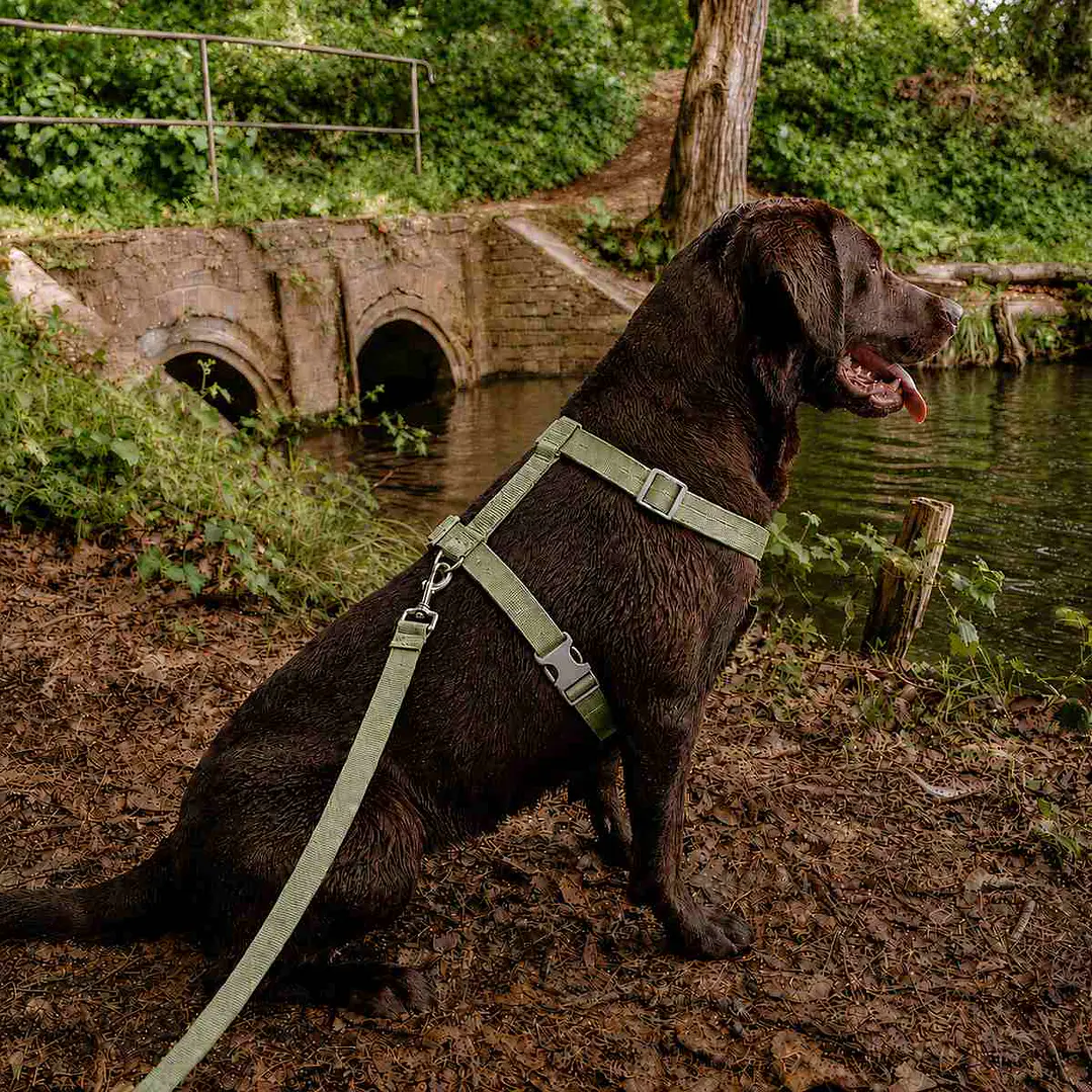 Set Arnés de Tela para Perros Talla L Verde 1