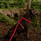 Set Arnés + correa de Tela para Perros Talla L Rojo - Miniatura 1