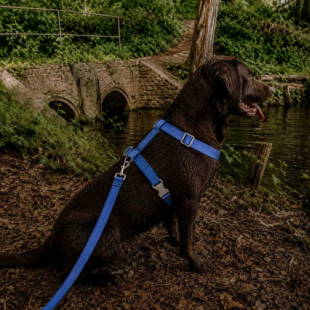 Set arnés + correa de Tela para Perros Talla L Azul 1