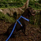 Set arnés + correa de Tela para Perros Talla L Azul - Miniatura 1