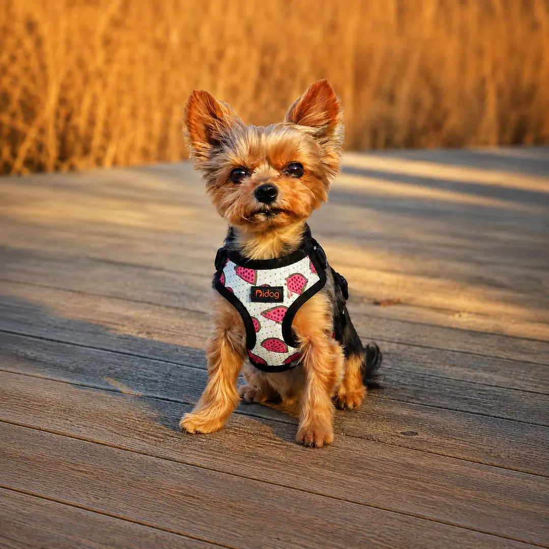 Arnés de pecho para Perros Talla XS Sandía 1