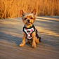 Arnés de pecho para Perros Talla XS Sandía - Miniatura 1