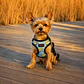Arnés de pecho para Perros Talla XS Limones - Miniatura 1