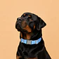 Collar Ajustable para Perros Talla XL Celeste - Miniatura 1