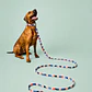 Correa para Perros 6mts Mosaico tricolor - Miniatura 1