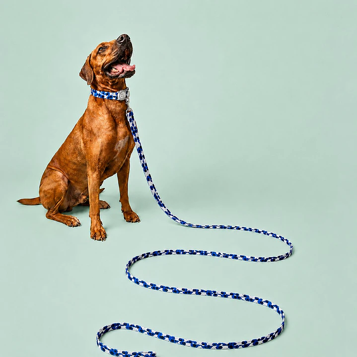 Correa para Perros 6mts Mosaico Azules 1