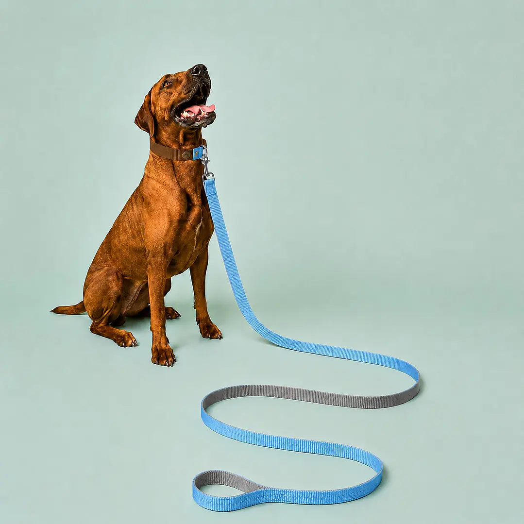 Correa para Perros 6 metros Celeste y Gris 1