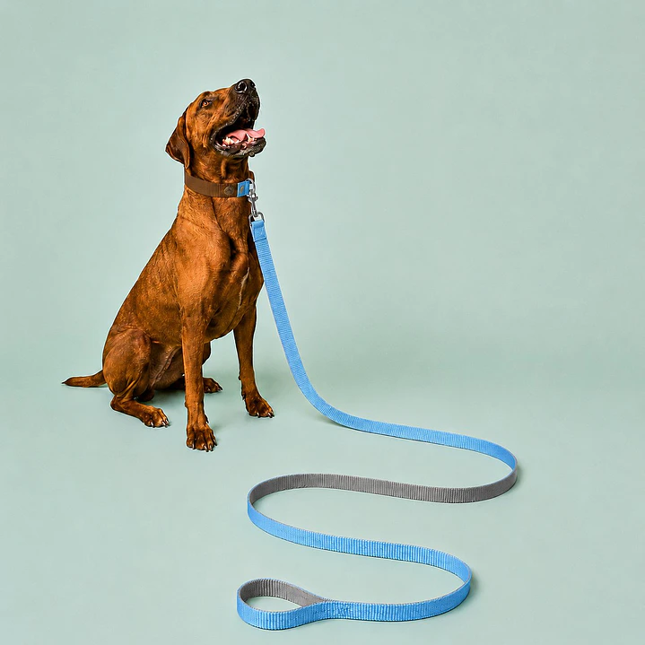 Correa para Perros 6 metros Celeste y Gris 1
