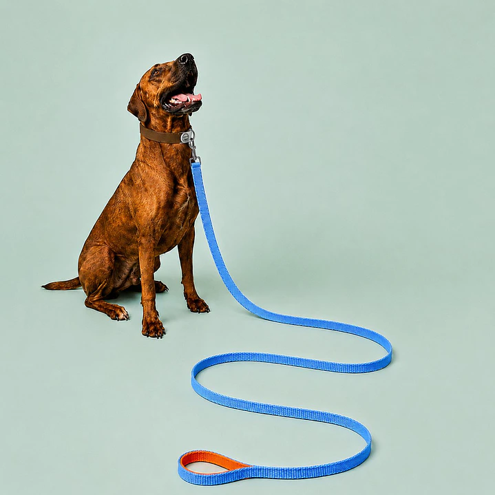 Correa Ancha para Perros 6 m – Celeste y Naranja 1