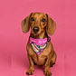 Bandana para Perros Talla M Diseño Hot Dog - Miniatura 1
