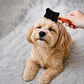 Cepillo Removedor de Pelo para Perros y Gatos - Miniatura 2