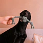 Juguete de Cuerda con Nudo para Perros - Miniatura 4
