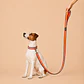 Correa para Perros 1,5mts Naranja-Azul - Miniatura 1