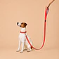 Correa para Perros 1,5mts Rojo-Gris - Miniatura 1