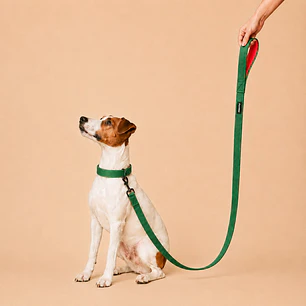 Correa Ancha para Perros 1,5 mts – Cinta 3,8 cm