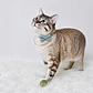 Collar para Gato con Corbatín de Brillos 1.5 cm  - Miniatura 4
