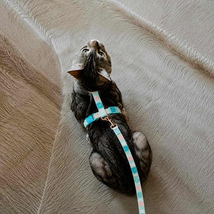 Set Arnés + Correa para Gatos Talla M – Verde Agua 2