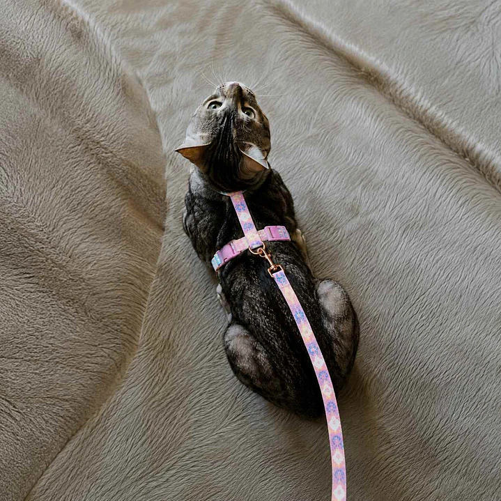 Set Arnés + Correa para Gatos Talla M – Rosada 2