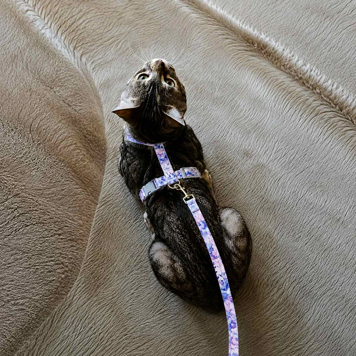 Set Arnés + Correa para Gatos Talla S – Estrellada 2