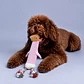 Peluche Pájaro con Cuerda para Perros – Rosado - Miniatura 1