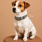 Collar Ajustable para Perros Talla M Gris - Miniatura 1