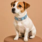 Collar Ajustable para Perros Talla M – Celeste con Flores - Miniatura 1