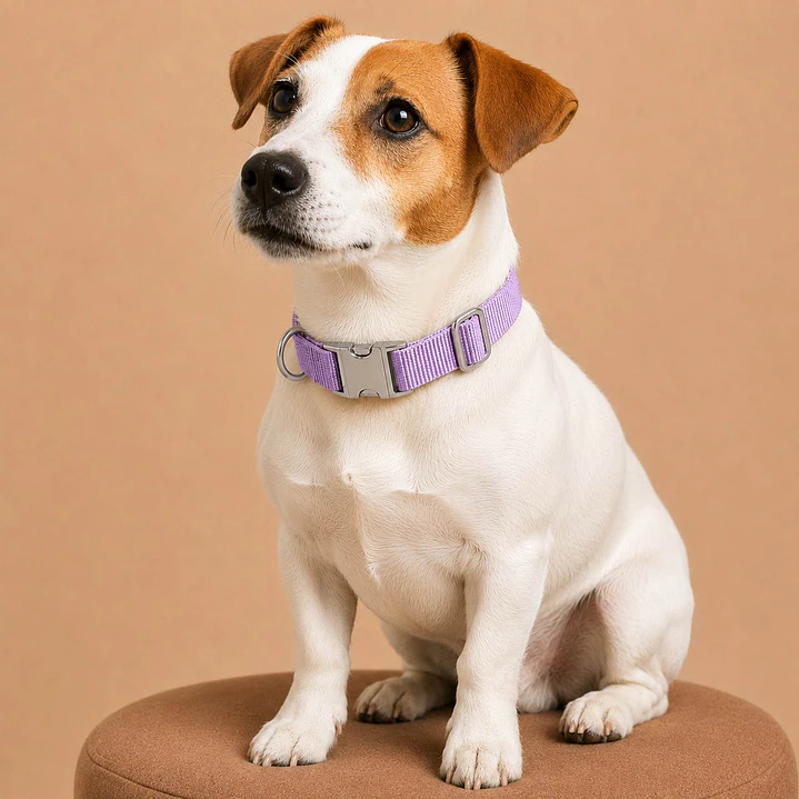 Collar Ajustable para Perros Talla M Lila 1