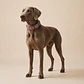 Collar Ajustable para Perros Talla 2XL – ZigZag Rojo - Miniatura 3