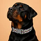 Collar Ajustable para Perros Talla 2XL – ZigZag Multicolor - Miniatura 1