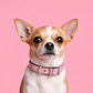 Collar Ajustable Talla XS – Estampado Rosado - Miniatura 3