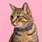 Collar Ajustable Talla XS – Estampado Azul - Miniatura 3