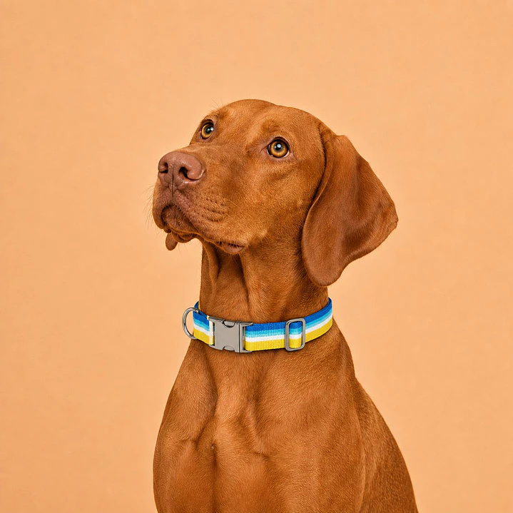 Collar Ajustable para Perros Talla L Amarillo y Azul 1