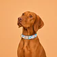 Collar Ajustable para Perros Talla L Manchas - Miniatura 1