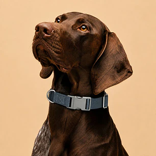 Collar Ajustable para Perros Talla XL Gris Oscuro