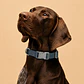 Collar Ajustable para Perros Talla XL Gris Oscuro - Miniatura 1