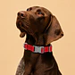 Collar Ajustable para Perros Talla XL Rojo - Miniatura 1