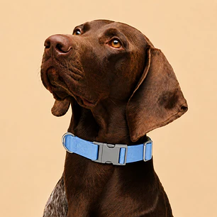 Collar Ajustable para Perros Talla XL Celeste