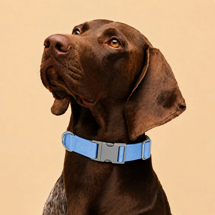 Collar Ajustable para Perros Talla XL Celeste 1