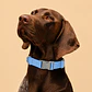 Collar Ajustable para Perros Talla XL Celeste - Miniatura 1