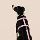 Set Arnés de Tela para Perros Talla L Rosado - Miniatura 1