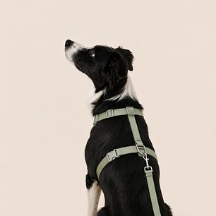 Set Arnés de Tela para Perros Talla L Verde