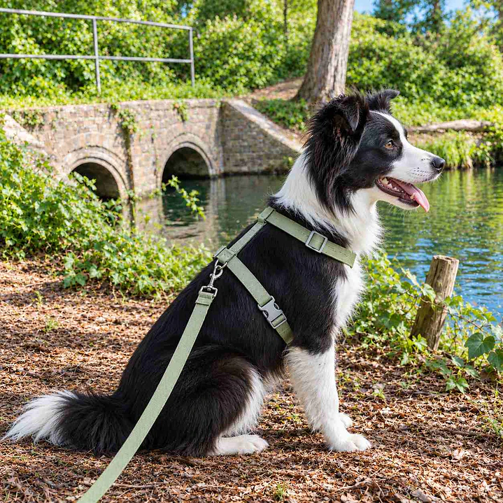 Set Arnés de Tela para Perros Talla L Verde 3