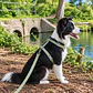 Set Arnés de Tela para Perros Talla L Verde - Miniatura 3